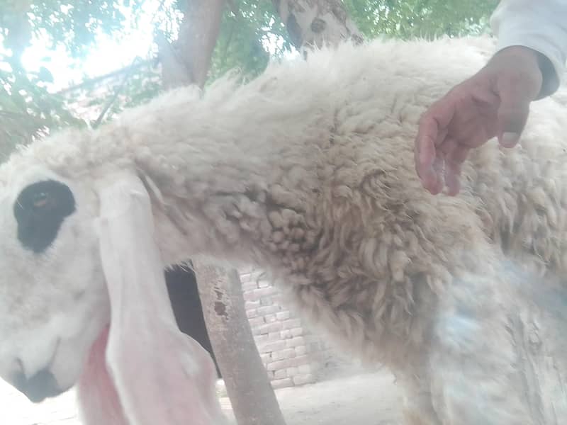 Sheep jawan 0
