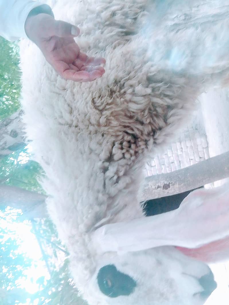 Sheep jawan 1