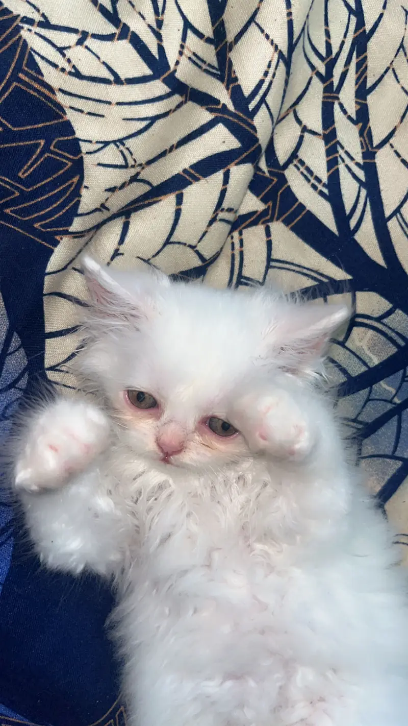 Persion triple cort gray eyes — photo 6
