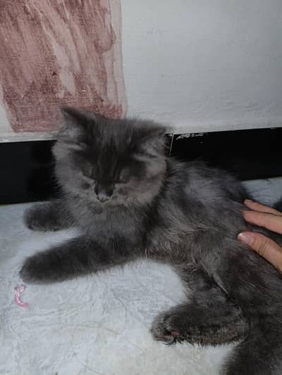 persian cat