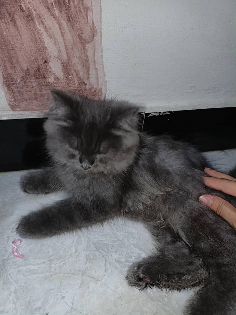 persian cat 0