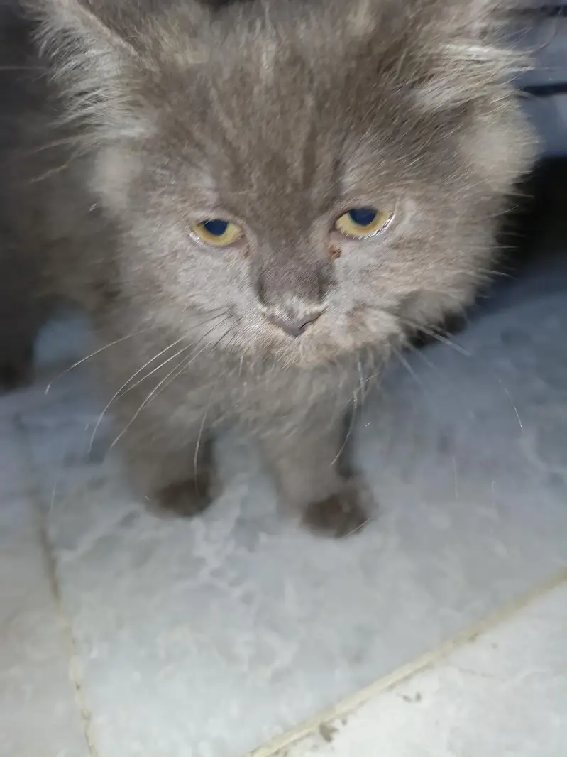 persian cat — photo 2