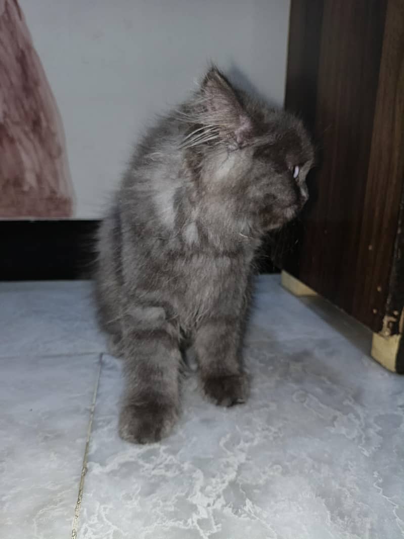 persian cat 2