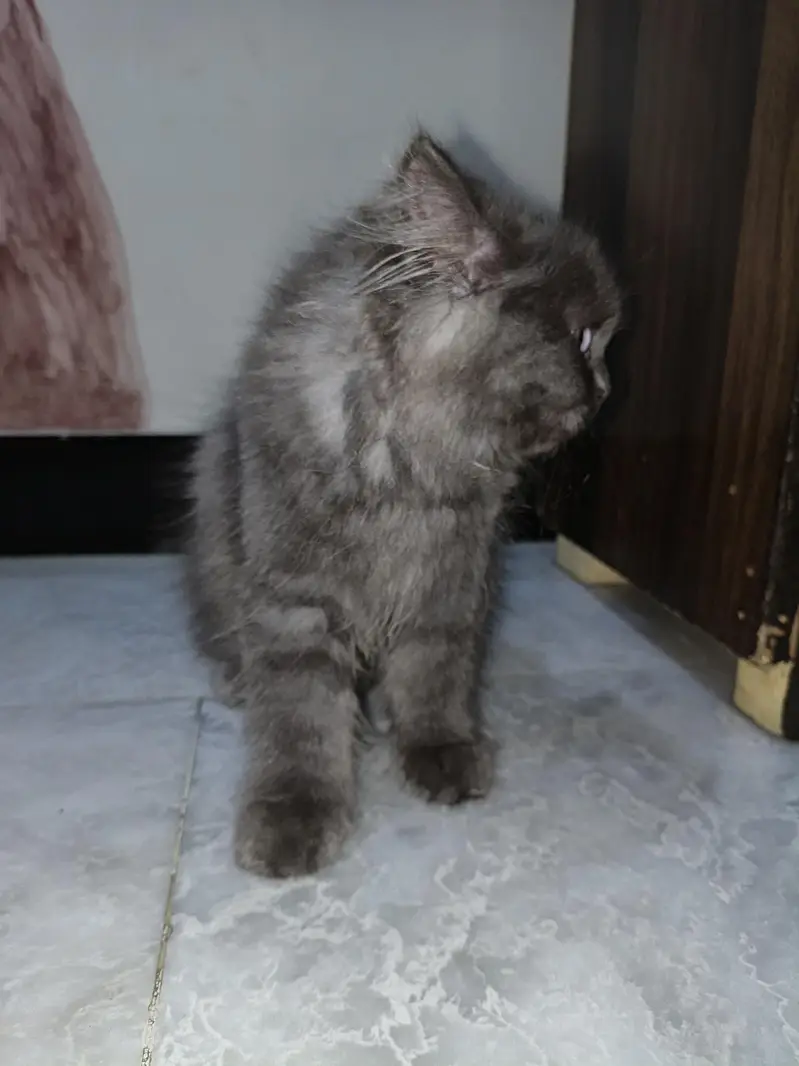 persian cat — photo 3