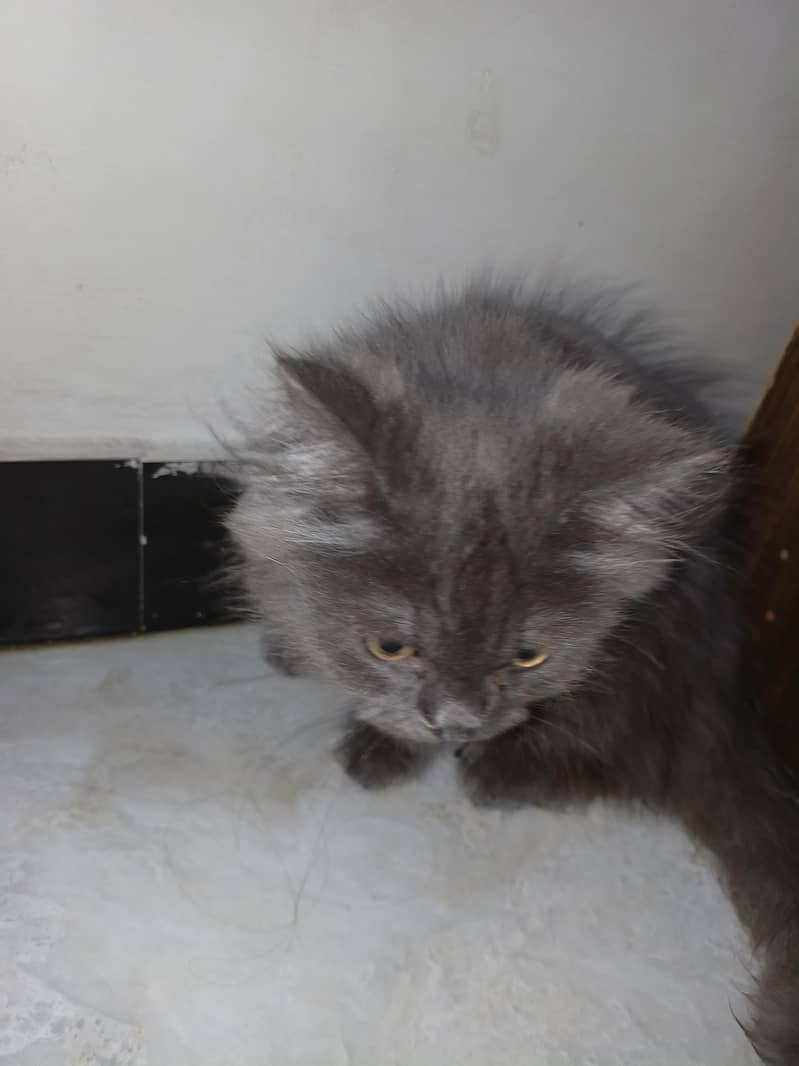 persian cat 3