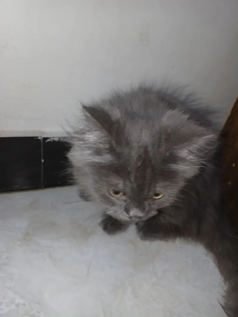 persian cat — photo 4