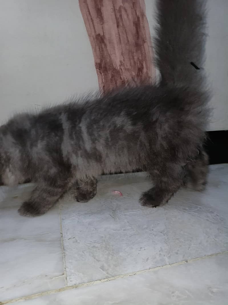 persian cat 4