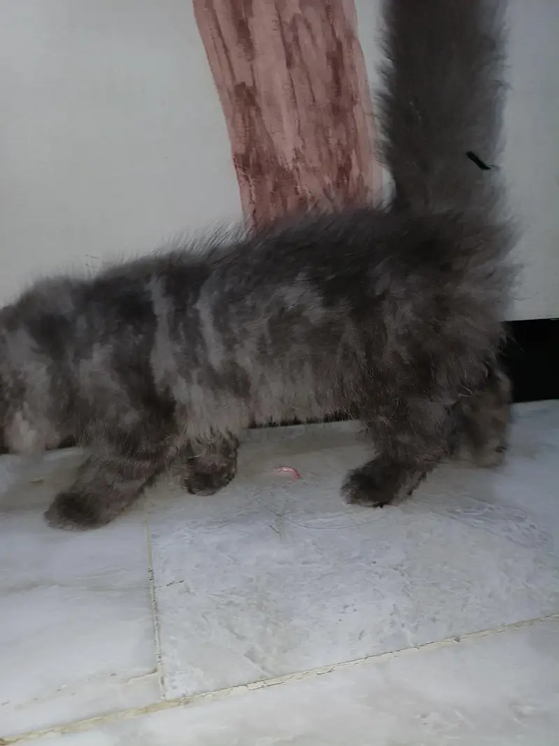 persian cat — photo 5