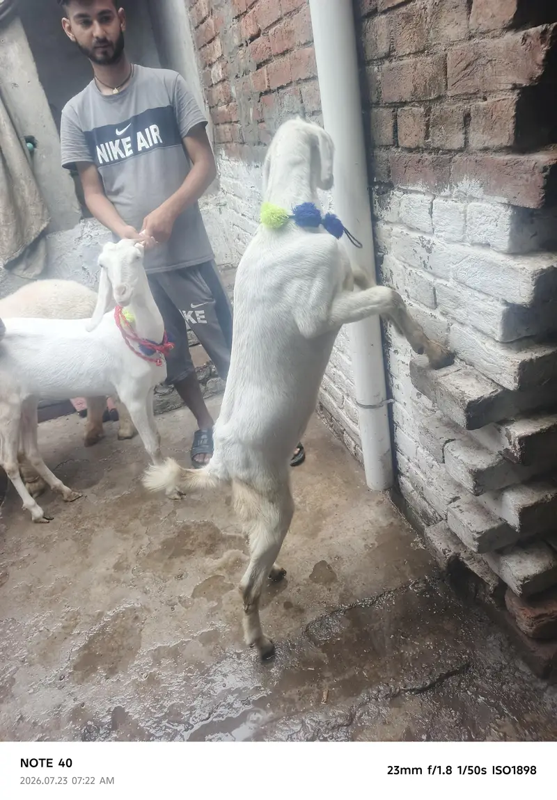 sheep and goat 1 female path — photo 3