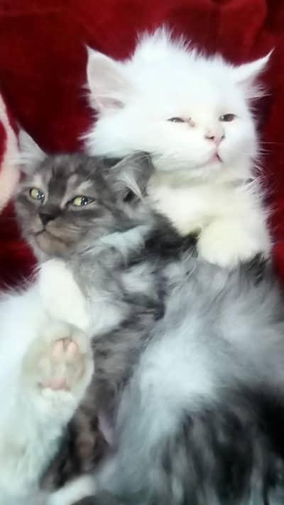 parsion cats