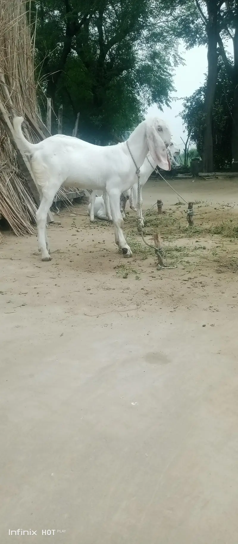 White bakray jori for sale. 03365641481 — photo 2