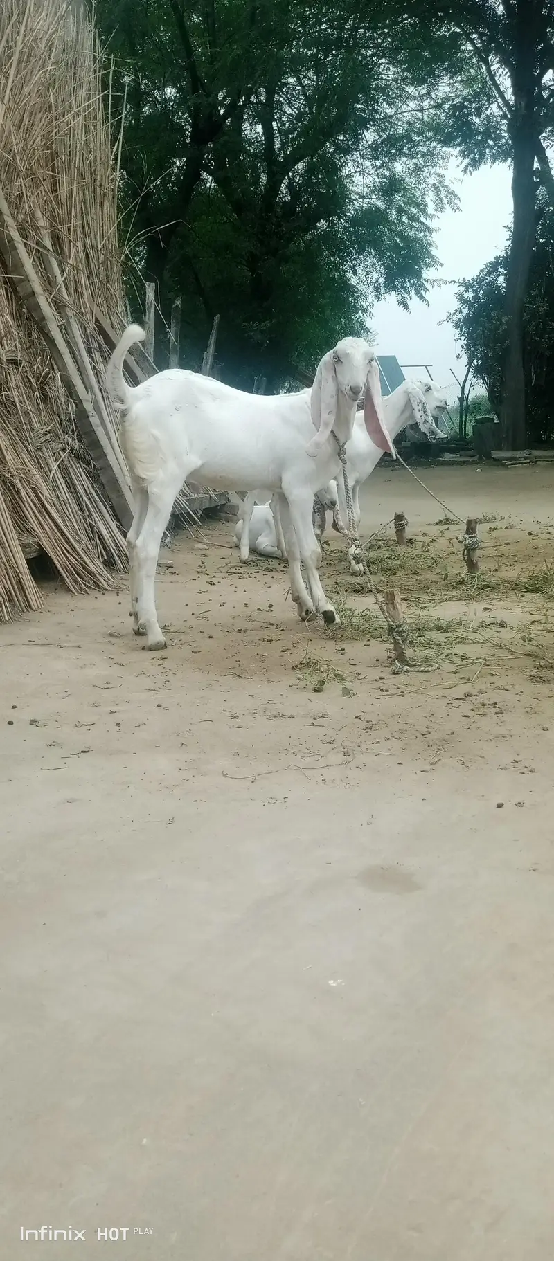 White bakray jori for sale. 03365641481 — photo 3