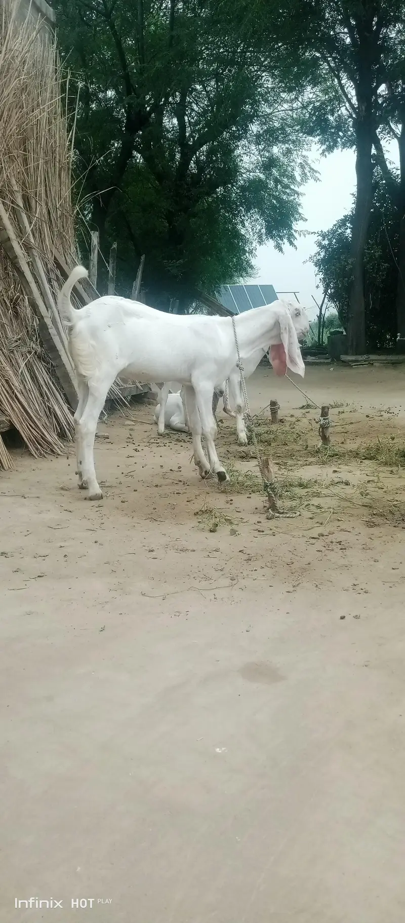 White bakray jori for sale. 03365641481 — photo 4