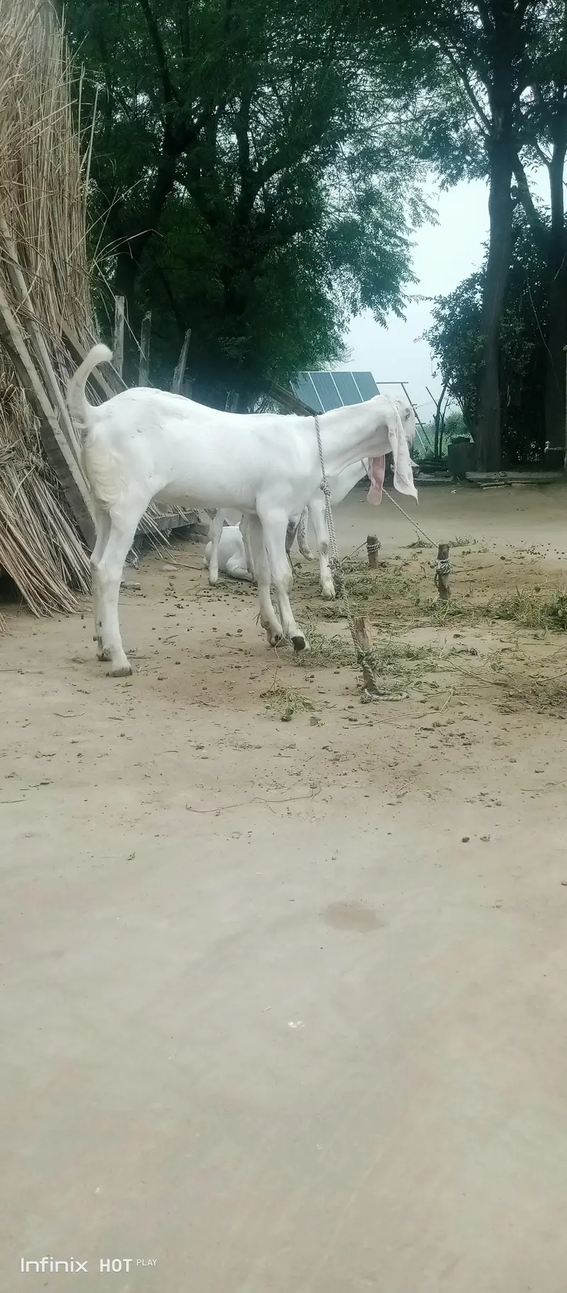 White bakray jori for sale. 03365641481 — photo 5