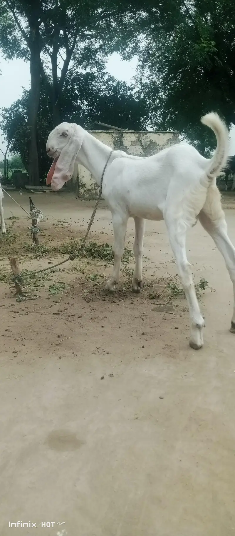 White bakray jori for sale. 03365641481 — photo 6