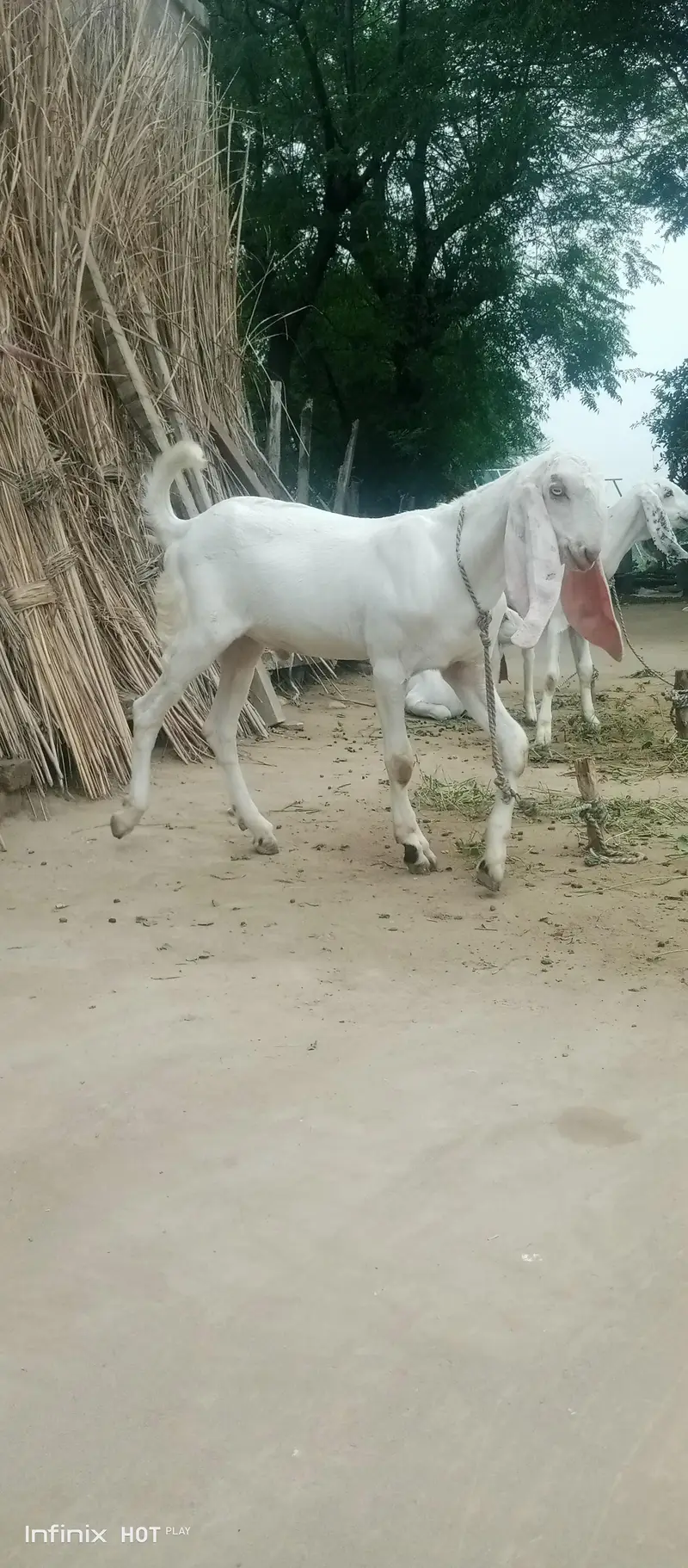 White bakray jori for sale. 03365641481 — photo 7