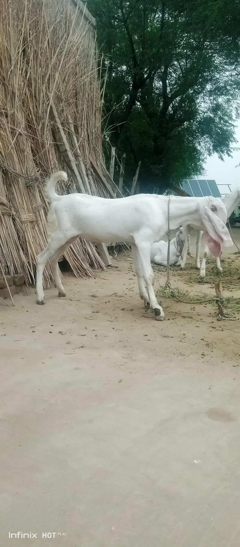 White bakray jori for sale. 03365641481 — photo 8