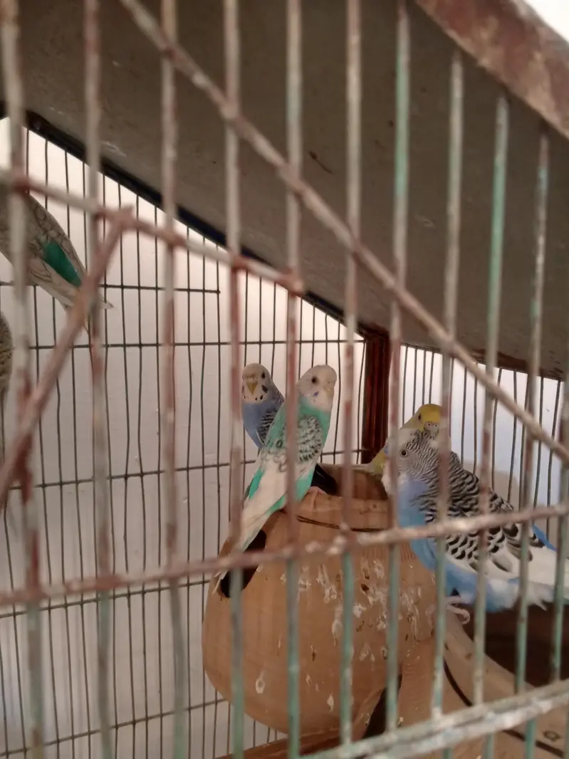 green rigneck pathy age 5 months. 03161027081 — photo 2