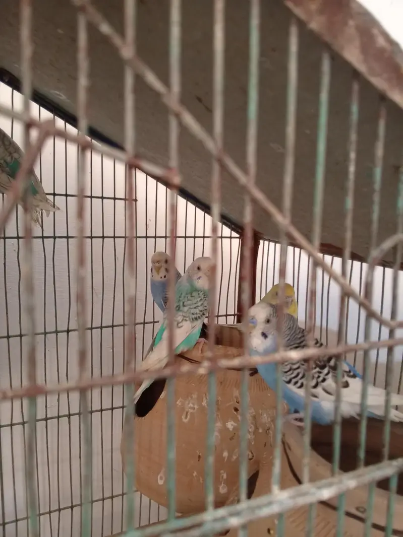 green rigneck pathy age 5 months. 03161027081 — photo 3