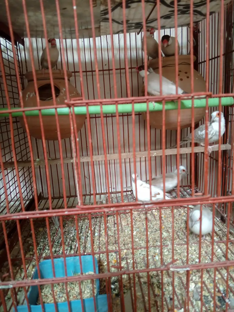 green rigneck pathy age 5 months. 03161027081 — photo 4