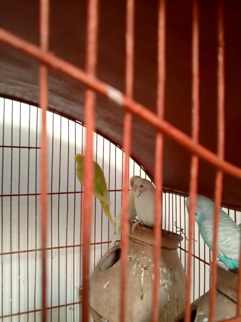green rigneck pathy age 5 months. 03161027081 — photo 7