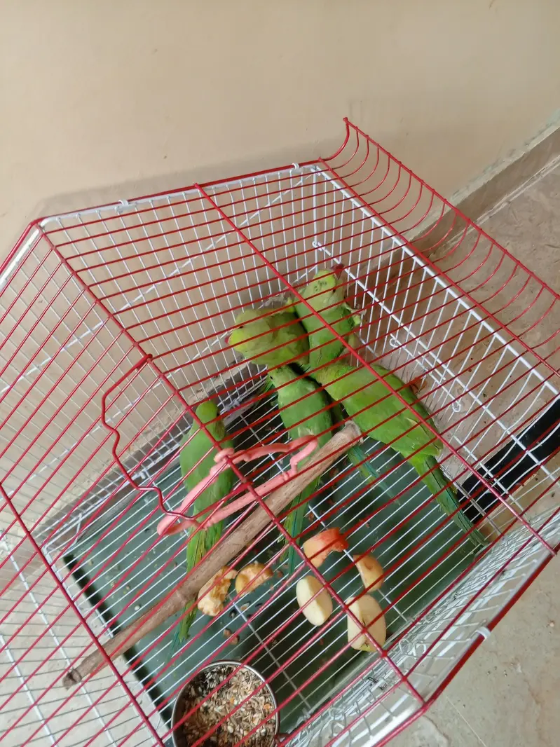 green rigneck pathy age 5 months. 03161027081 — photo 11