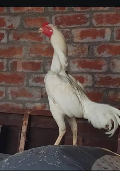 Heera White Murgha Murghi Pair | 8 Months