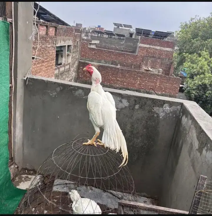 Heera White Murgha Murghi Pair | 8 Months — photo 2