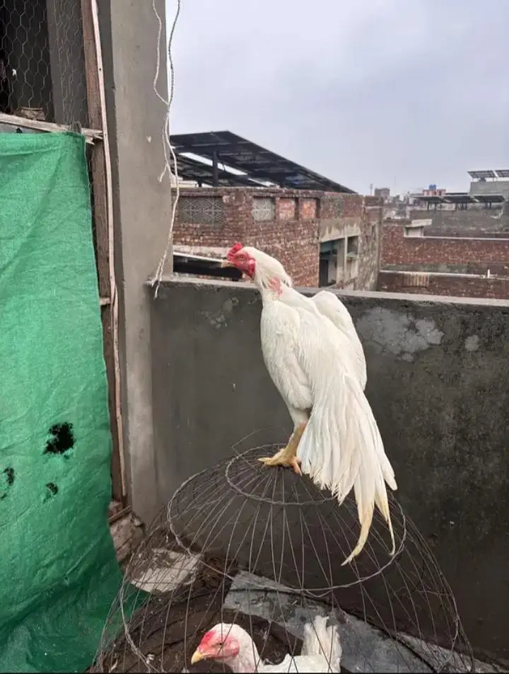 Heera White Murgha Murghi Pair | 8 Months — photo 3