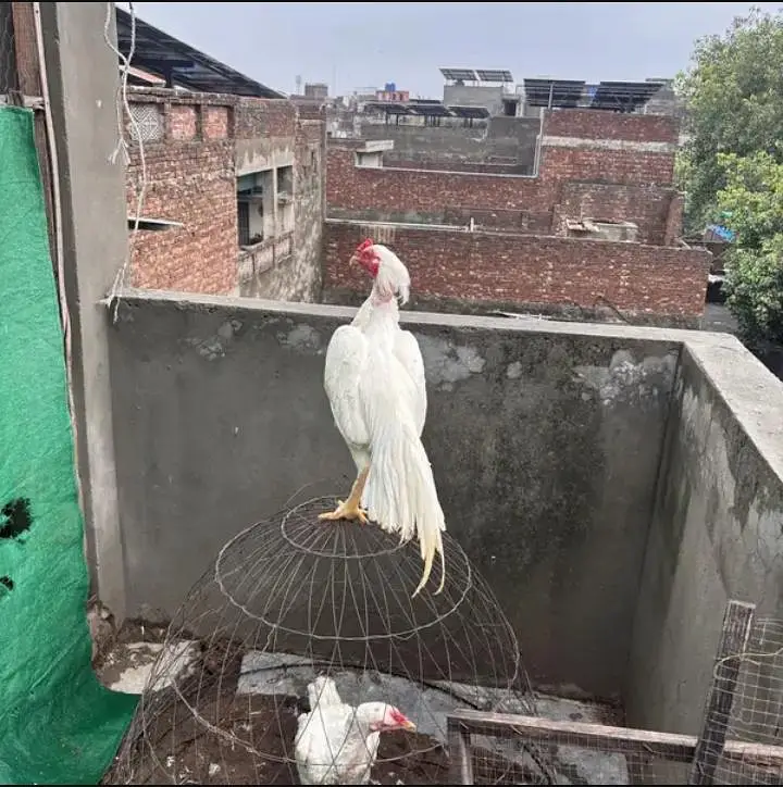 Heera White Murgha Murghi Pair | 8 Months — photo 4