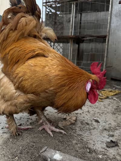 Golden buff male