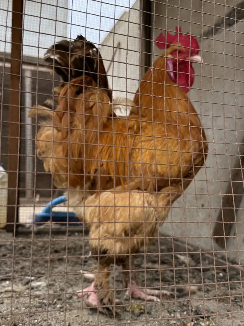 Golden buff male — photo 2
