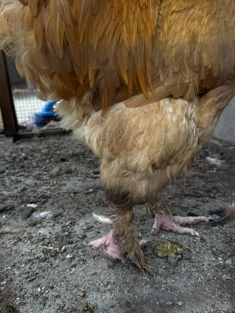 Golden buff male — photo 3