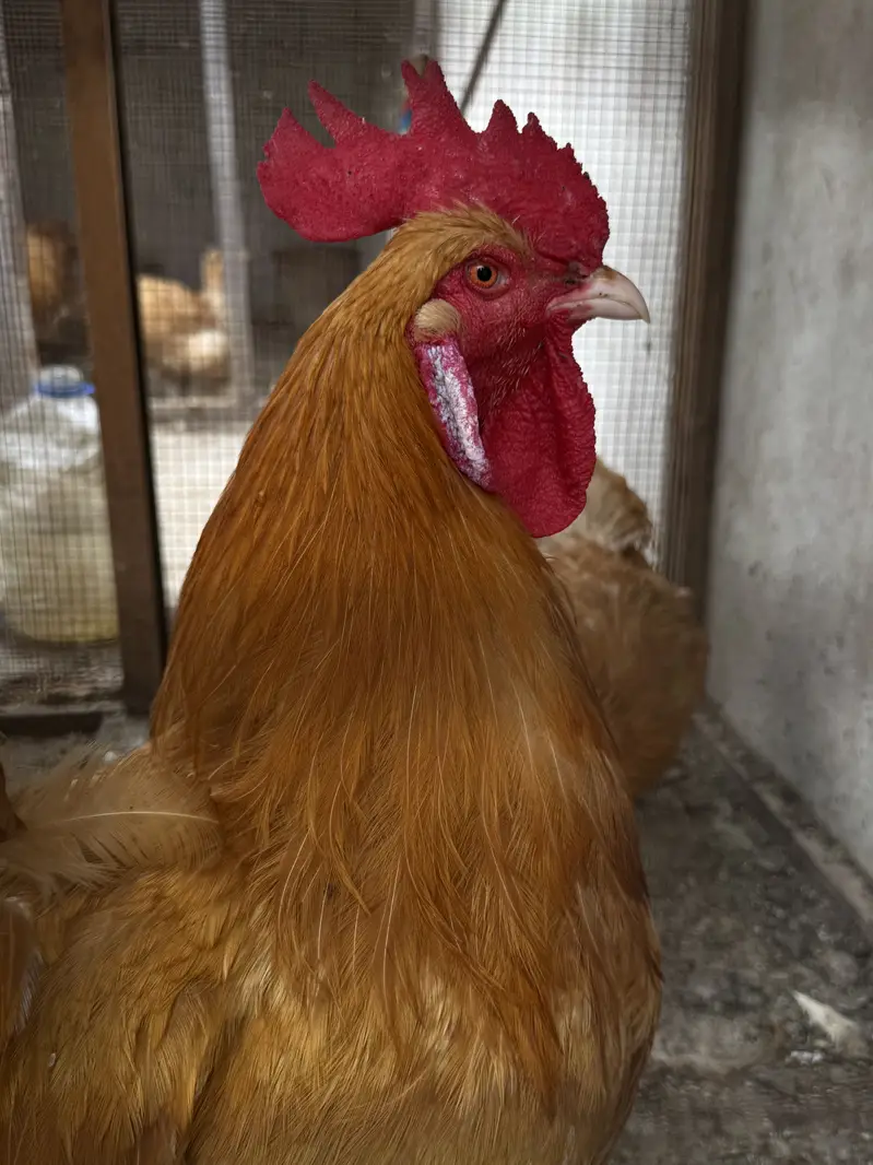 Golden buff male — photo 6
