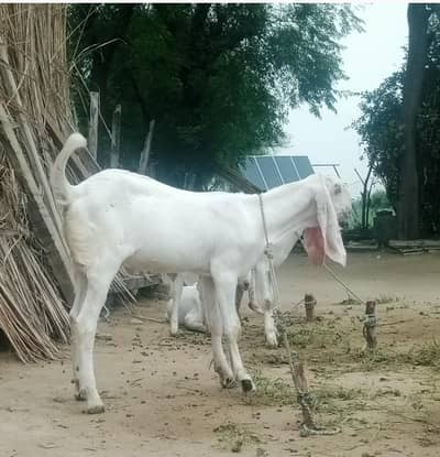 White bakray jori for sale. 03365641481