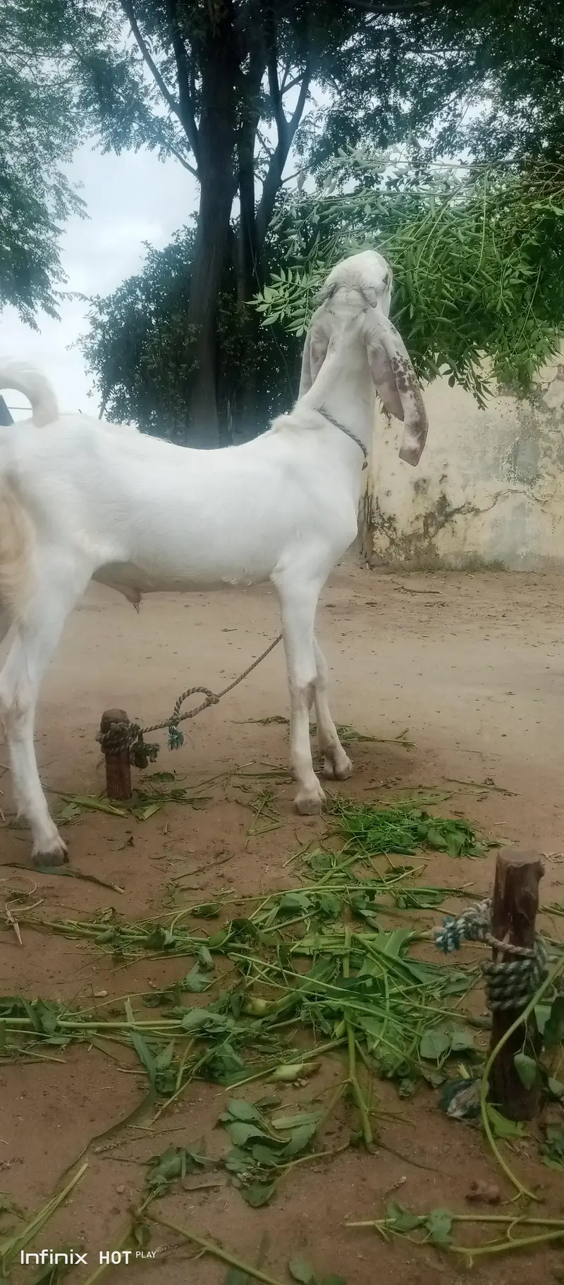 White bakray jori for sale. 03365641481 — photo 9