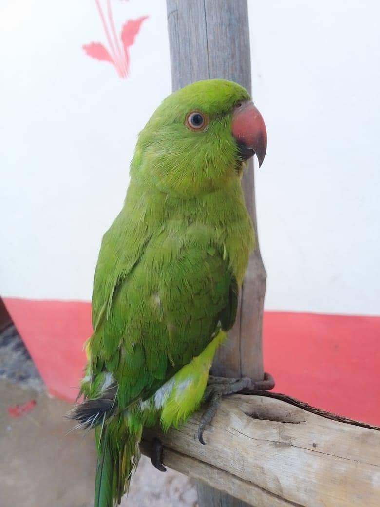 thingi 2