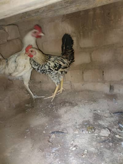 hens for sale urgent