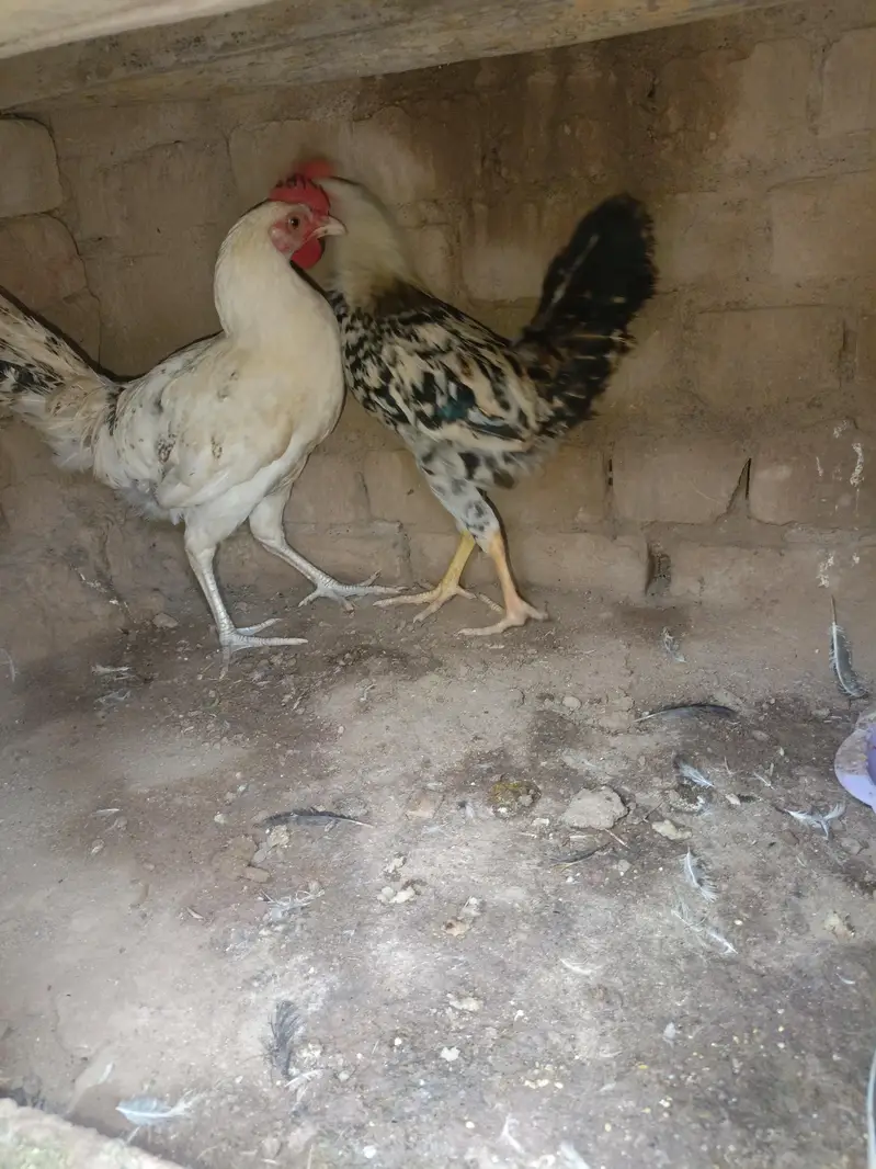 hens for sale urgent — photo 2