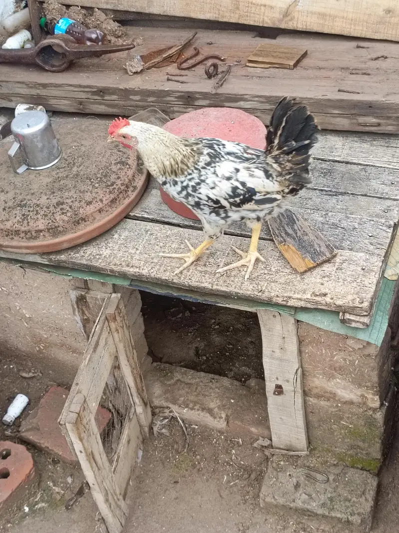 hens for sale urgent — photo 3