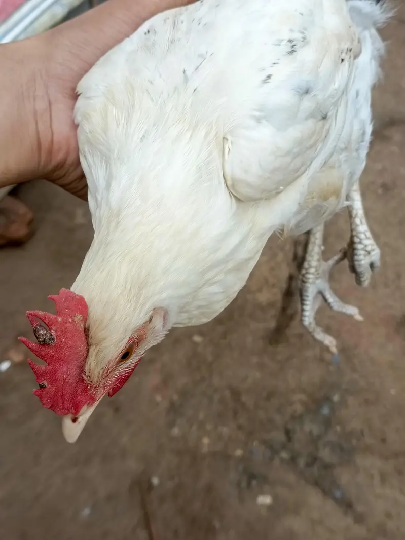 hens for sale urgent — photo 4