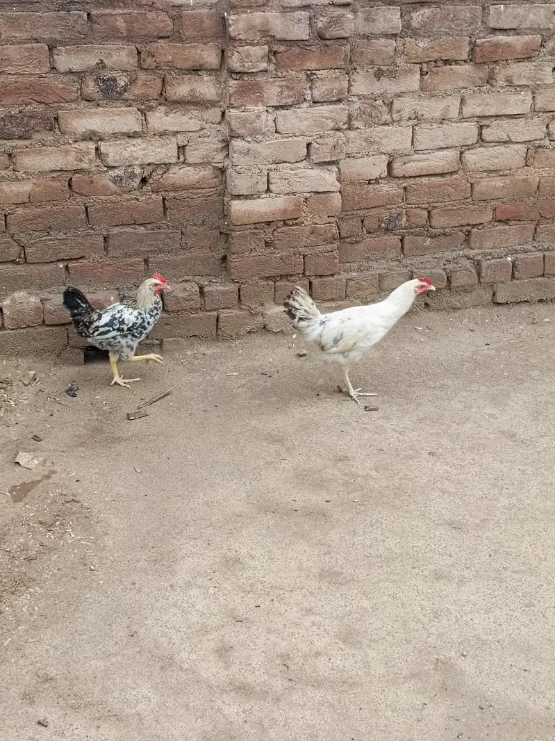 hens for sale urgent — photo 5