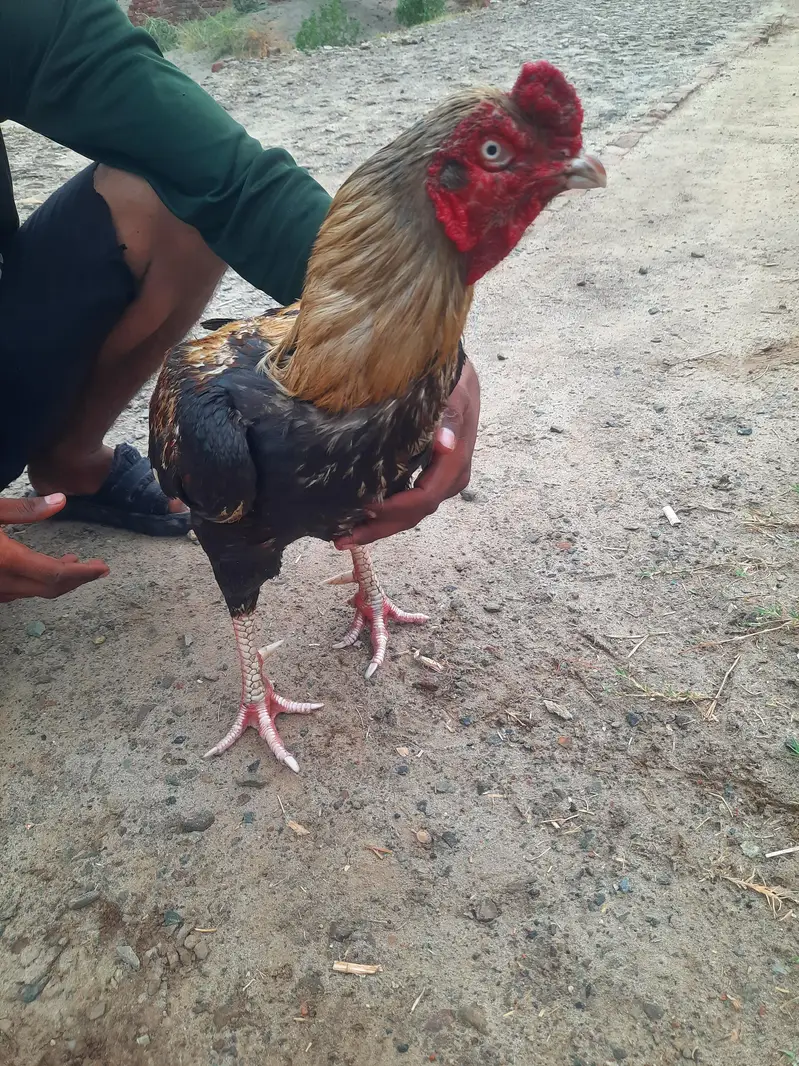 jawa breed — photo 6