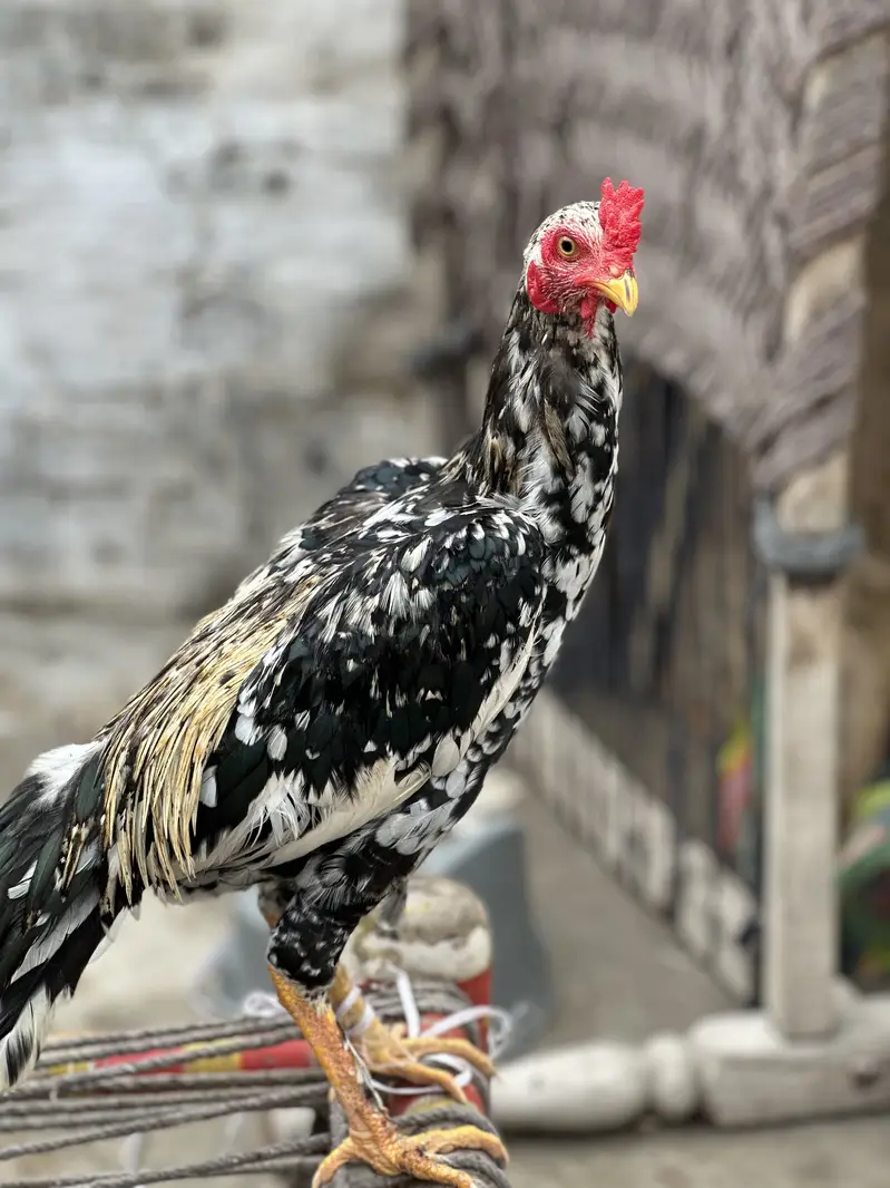 Lasani Aseel — photo 2