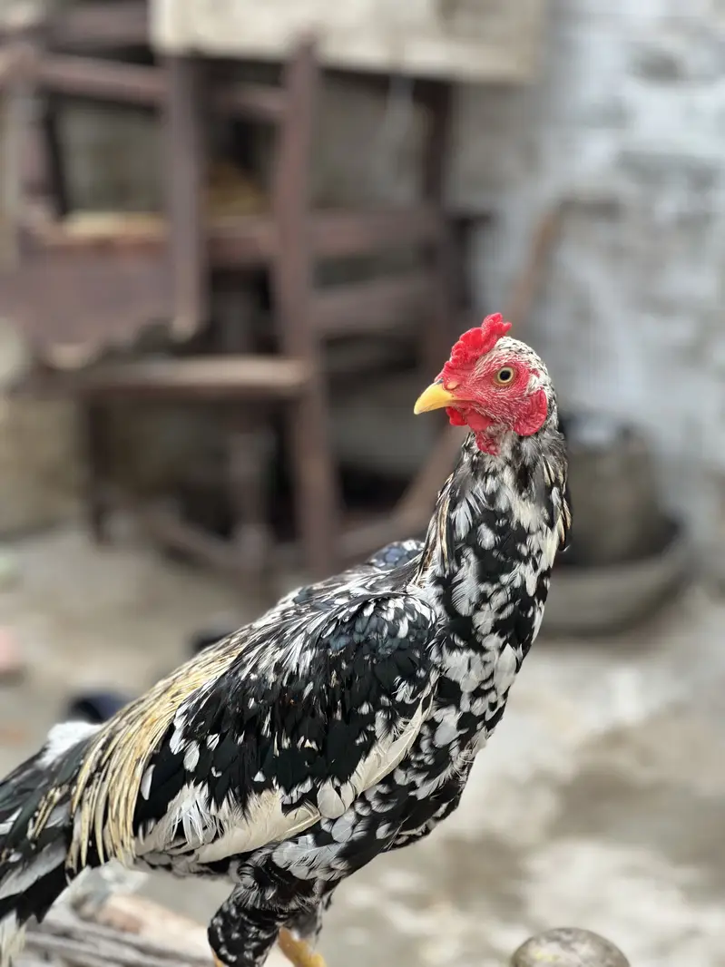 Lasani Aseel — photo 5