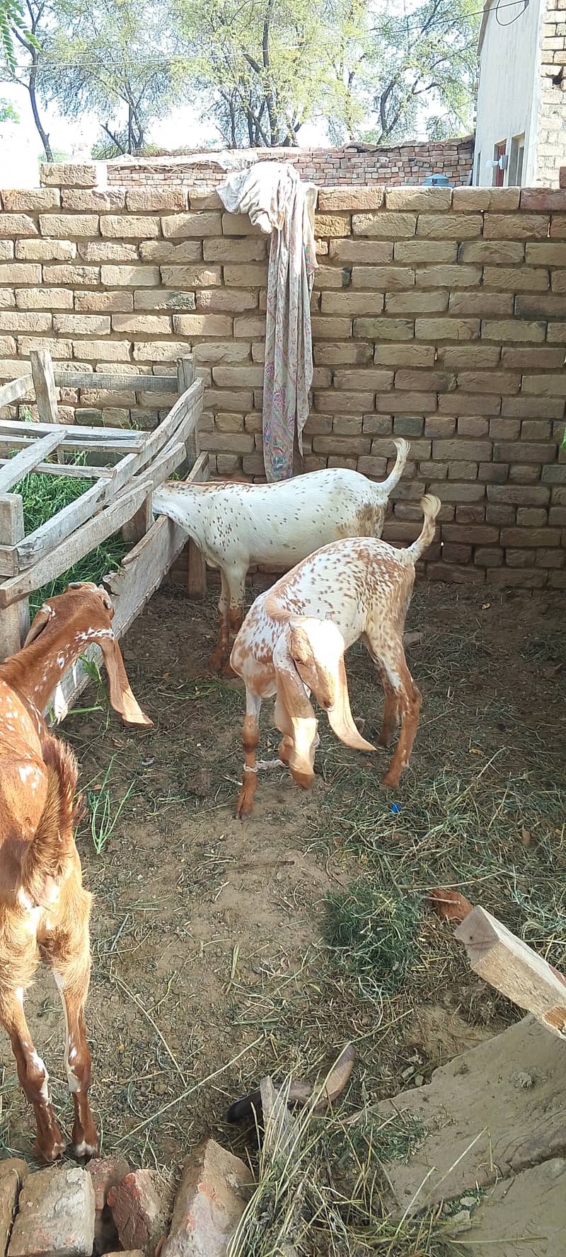 Goats 0