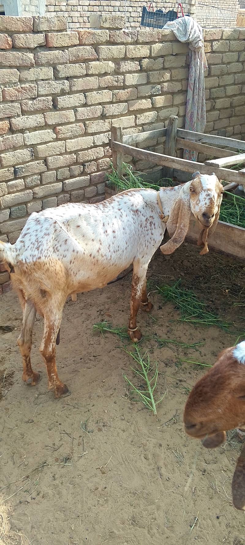 Goats 1
