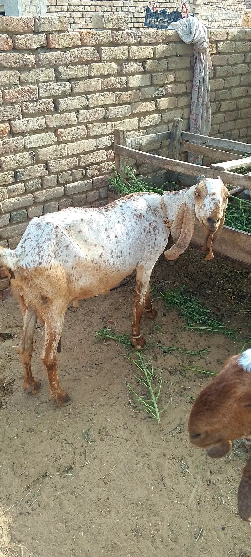 Goats — photo 2