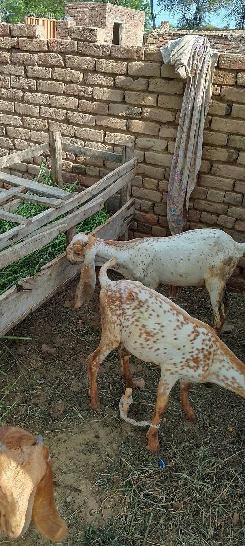 Goats 2