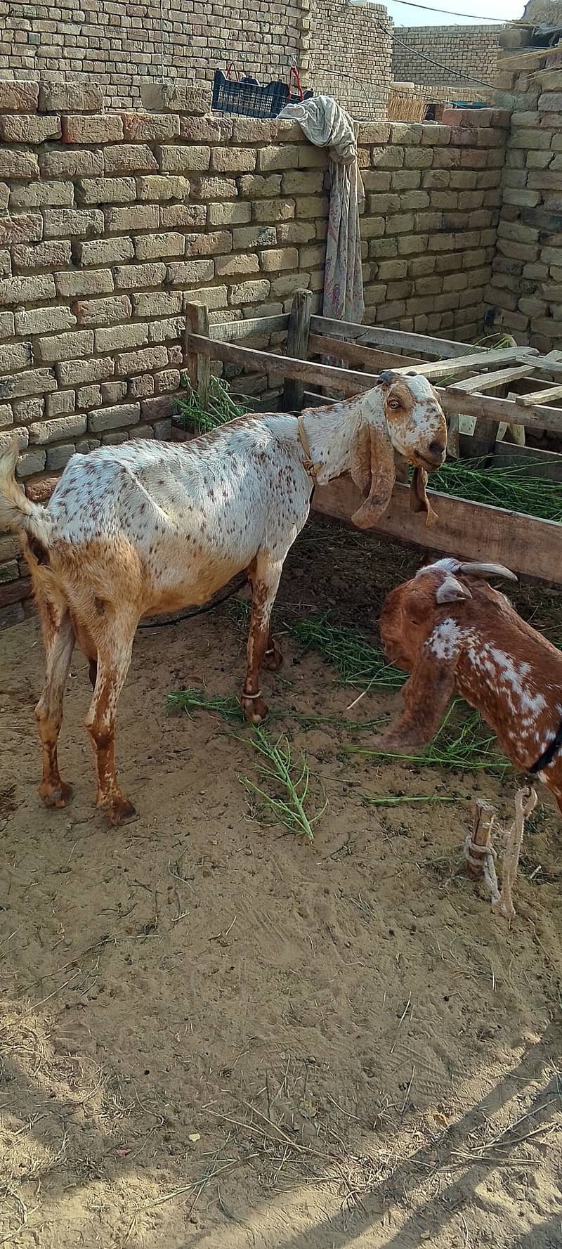 Goats 3